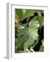 Mealy Amazon Parrot-Lynn M. Stone-Framed Photographic Print