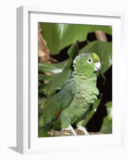 Mealy Amazon Parrot-Lynn M. Stone-Framed Photographic Print