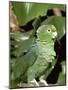 Mealy Amazon Parrot-Lynn M. Stone-Mounted Photographic Print