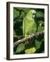 Mealy Amazon Parrot-Lynn M. Stone-Framed Photographic Print