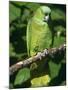 Mealy Amazon Parrot-Lynn M. Stone-Mounted Photographic Print