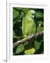 Mealy Amazon Parrot-Lynn M. Stone-Framed Photographic Print