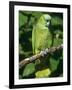 Mealy Amazon Parrot-Lynn M. Stone-Framed Photographic Print