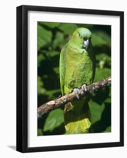 Mealy Amazon Parrot-Lynn M. Stone-Framed Photographic Print