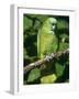 Mealy Amazon Parrot-Lynn M. Stone-Framed Photographic Print