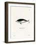 Mealy-Mouthed Porpoise-null-Framed Giclee Print