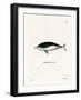 Mealy-Mouthed Porpoise-null-Framed Giclee Print