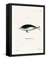 Mealy-Mouthed Porpoise-null-Framed Stretched Canvas
