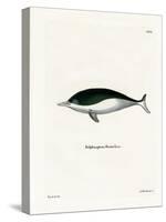 Mealy-Mouthed Porpoise-null-Stretched Canvas