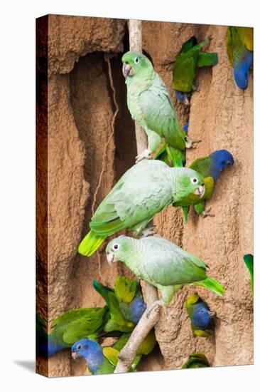 Mealy Parrots at Clay-Lick-Howard Ruby-Stretched Canvas