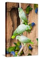 Mealy Parrots at Clay-Lick-Howard Ruby-Stretched Canvas