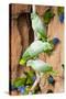 Mealy Parrots at Clay-Lick-Howard Ruby-Stretched Canvas