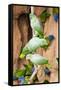 Mealy Parrots at Clay-Lick-Howard Ruby-Framed Stretched Canvas