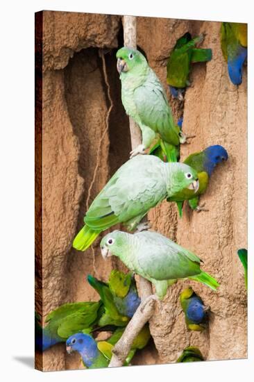 Mealy Parrots at Clay-Lick-Howard Ruby-Stretched Canvas