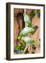 Mealy Parrots at Clay-Lick-Howard Ruby-Framed Premium Photographic Print