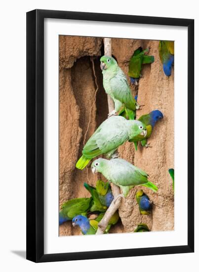 Mealy Parrots at Clay-Lick-Howard Ruby-Framed Premium Photographic Print