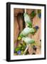 Mealy Parrots at Clay-Lick-Howard Ruby-Framed Premium Photographic Print