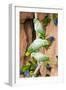 Mealy Parrots at Clay-Lick-Howard Ruby-Framed Premium Photographic Print