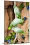 Mealy Parrots at Clay-Lick-Howard Ruby-Mounted Premium Photographic Print