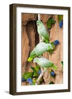 Mealy Parrots at Clay-Lick-Howard Ruby-Framed Photographic Print
