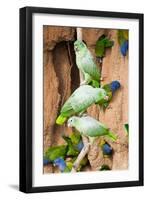 Mealy Parrots at Clay-Lick-Howard Ruby-Framed Photographic Print