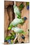 Mealy Parrots at Clay-Lick-Howard Ruby-Mounted Photographic Print