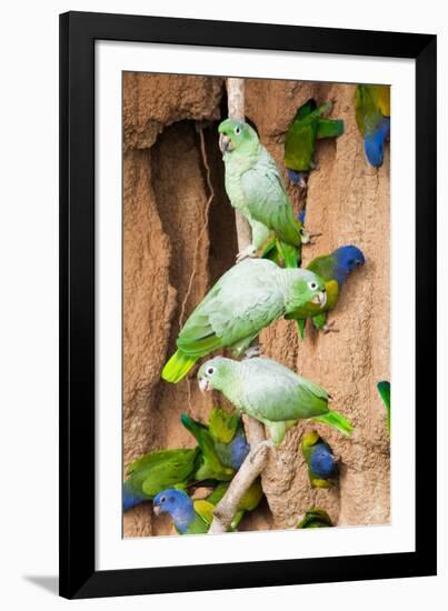 Mealy Parrots at Clay-Lick-Howard Ruby-Framed Photographic Print