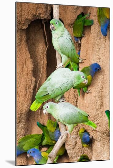 Mealy Parrots at Clay-Lick-Howard Ruby-Mounted Photographic Print