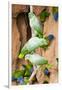 Mealy Parrots at Clay-Lick-Howard Ruby-Framed Photographic Print