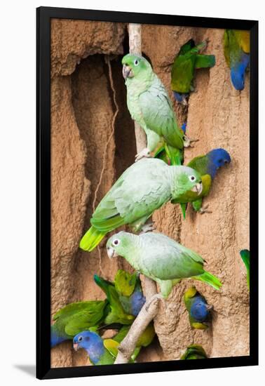 Mealy Parrots at Clay-Lick-Howard Ruby-Framed Photographic Print