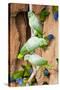 Mealy Parrots at Clay-Lick-Howard Ruby-Stretched Canvas