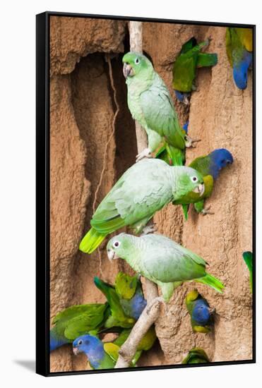 Mealy Parrots at Clay-Lick-Howard Ruby-Framed Stretched Canvas