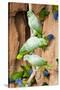 Mealy Parrots at Clay-Lick-Howard Ruby-Stretched Canvas