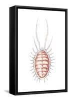 Mealybug (Pseudococcus Citri), Insects-Encyclopaedia Britannica-Framed Stretched Canvas