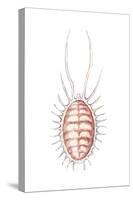 Mealybug (Pseudococcus Citri), Insects-Encyclopaedia Britannica-Stretched Canvas