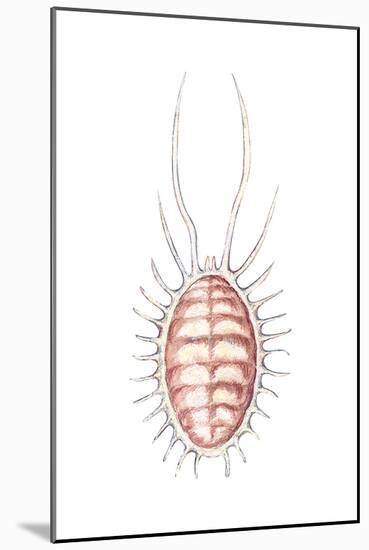 Mealybug (Pseudococcus Citri), Insects-Encyclopaedia Britannica-Mounted Poster