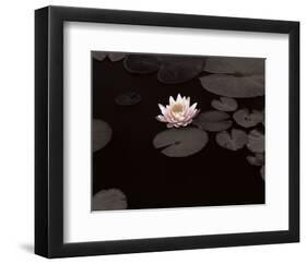 Meandering Lily II-null-Framed Giclee Print