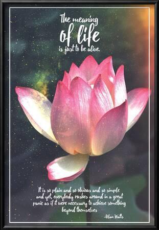 picture The Meaning Of Life Is Just To Be Alive Poster meaning of life star lotus