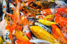Colorful Koi Carps in a Feeding Frenzy-meanmachine77-Photographic Print