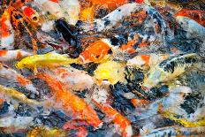 Colorful Koi Carps in a Feeding Frenzy-meanmachine77-Photographic Print