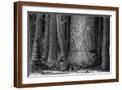 Brown Frame