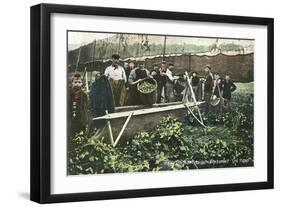 Measuring Hop Yield-null-Framed Art Print