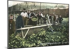 Measuring Hop Yield-null-Mounted Art Print