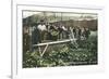 Measuring Hop Yield-null-Framed Art Print