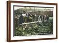 Brown Frame