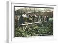 White Frame