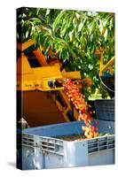 Mechanical Harvester Shaking Cherry Trees to Dislodge Cherries into Large Plastic Tub, Cucuron-null-Stretched Canvas