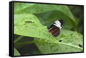 Mechanitis Polymnia Isthmia Butterfly-Rob Francis-Framed Stretched Canvas