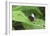 Mechanitis Polymnia Isthmia Butterfly-Rob Francis-Framed Photographic Print
