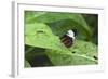 Mechanitis Polymnia Isthmia Butterfly-Rob Francis-Framed Photographic Print